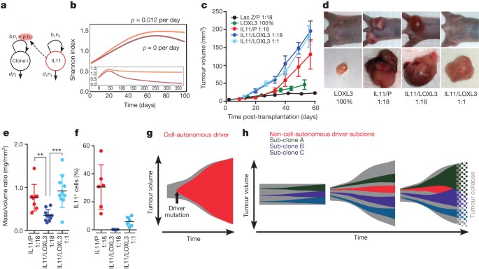 Non-cell-autonomous driving of tumour growth supports sub-clonal heterogeneity |