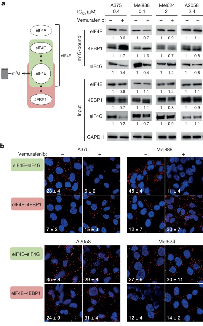 eIF4F is a nexus of resistance to anti-BRAF and anti-MEK cancer therapies |  Nature