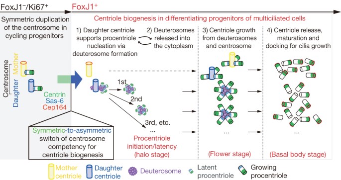 Centriole Amplification By Mother And Daughter Centrioles Differs In Multiciliated Cells Nature Centriole Amplification By Mother And Daughter Centrioles Differs In Multiciliated Cells Nature