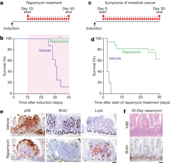 Mtorc1 Mediated Translational Elongation Limits Intestinal Tumour Initiation And Growth Nature