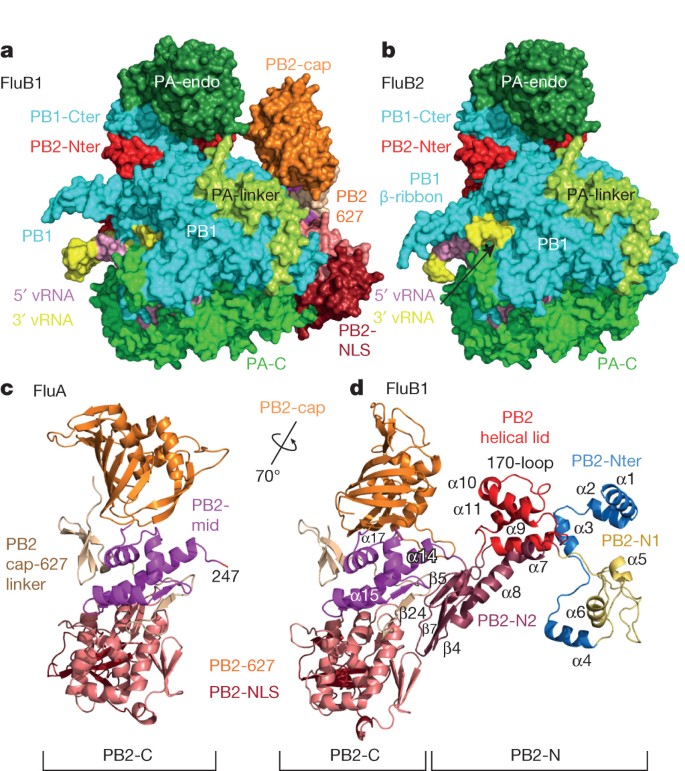 Structural Insight Into Cap Snatching And Rna Synthesis By Influenza Polymerase Nature