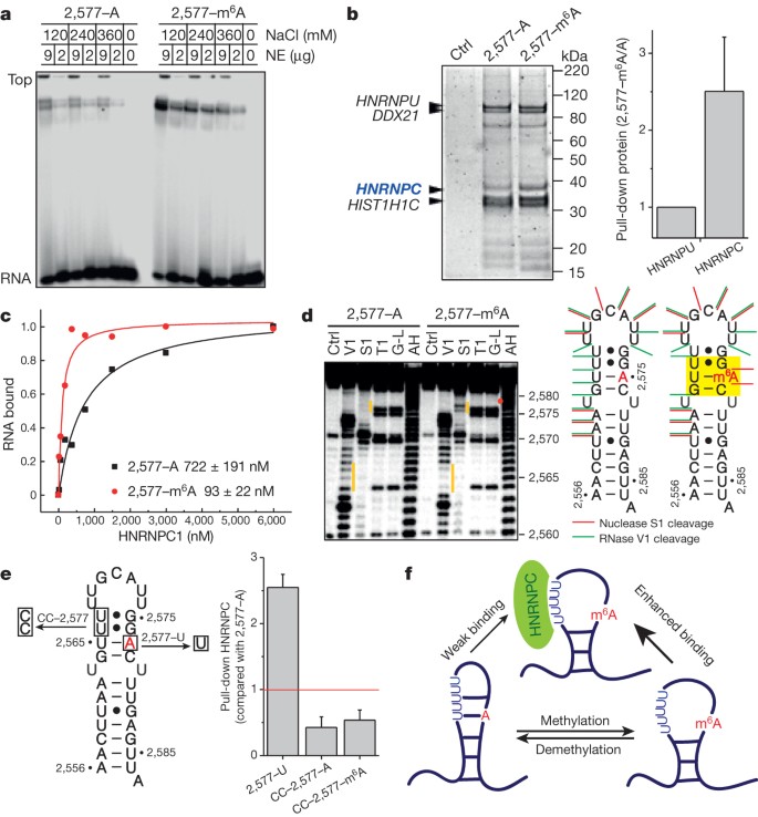 N 6 Methyladenosine Dependent Rna Structural Switches Regulate Rna Protein Interactions Nature