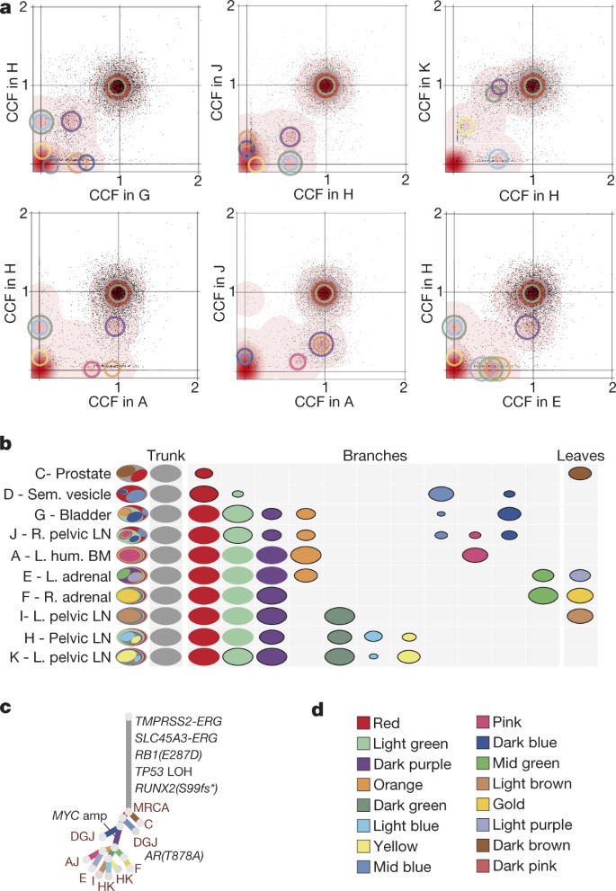 Copy number architectures define treatment-mediated selection of lethal  prostate cancer clones