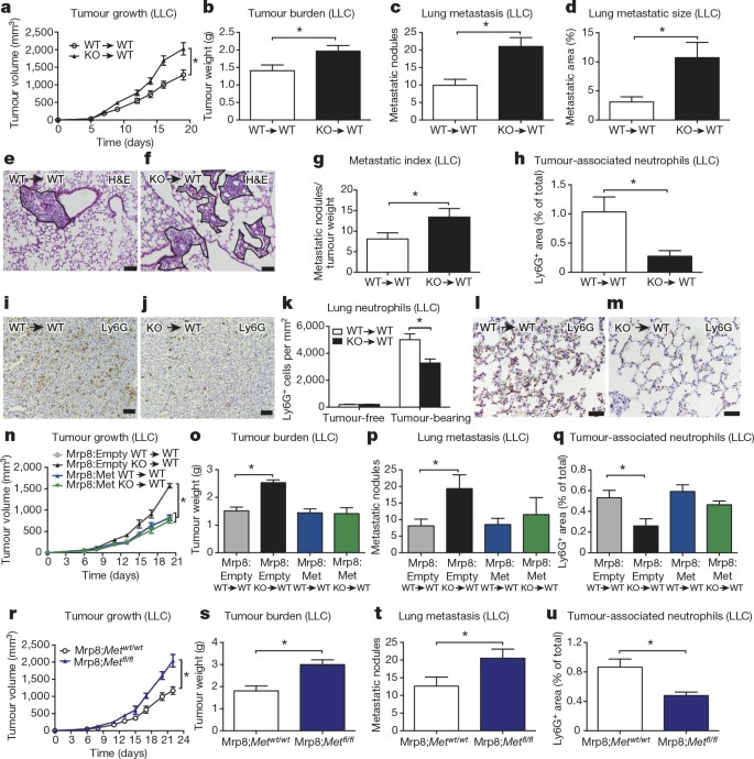 MET is required for the recruitment of anti-tumoural neutrophils 
