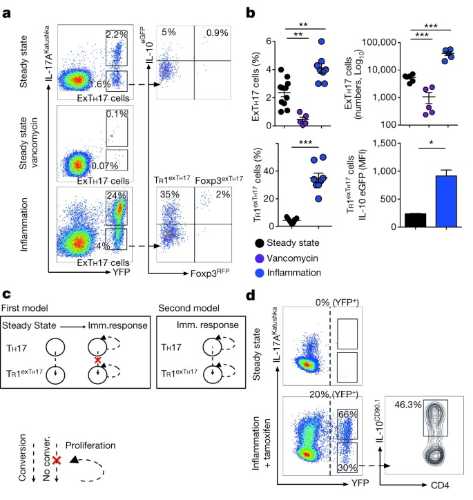 T h 17 cells transdifferentiate into regulatory T cells during resolution  of inflammation | Nature