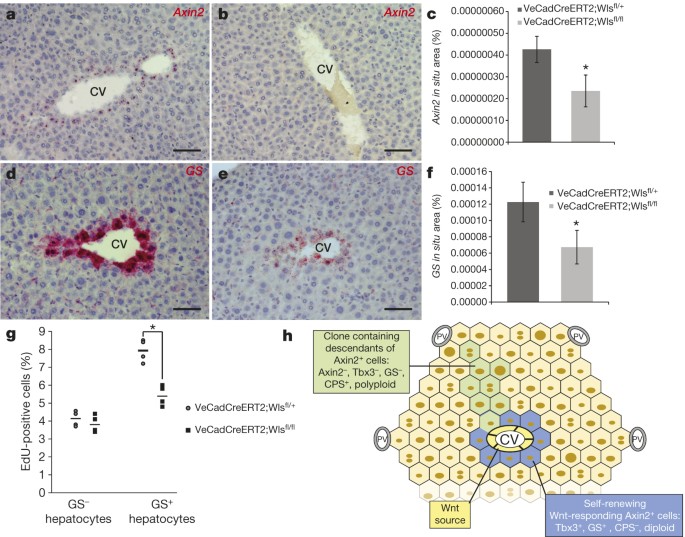 Self-renewing diploid Axin2+ cells fuel homeostatic renewal of the liver |  Nature