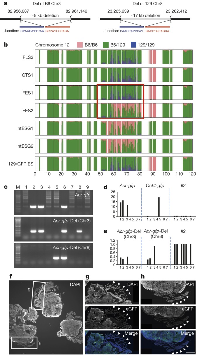 STAP cells are derived from ES cells