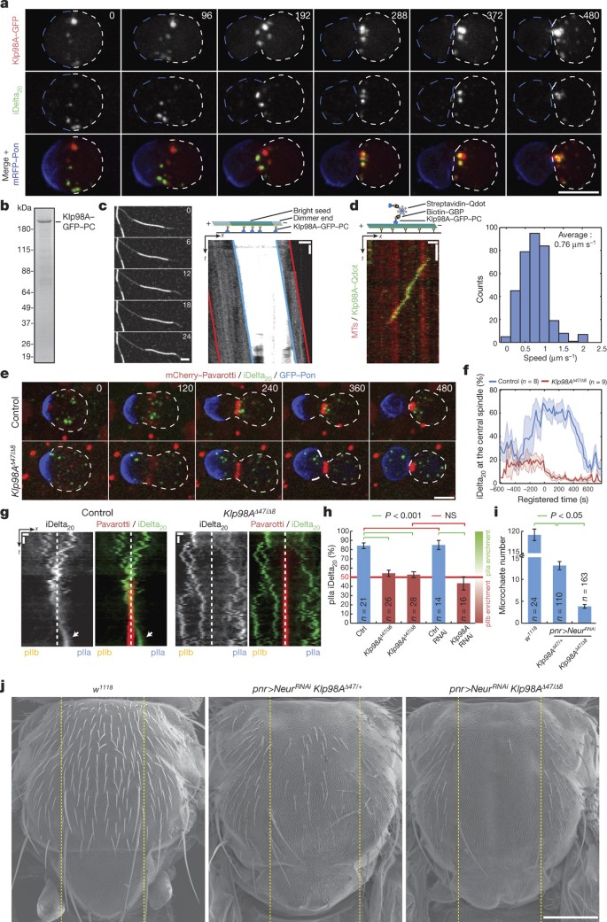 Polarized Endosome Dynamics By Spindle Asymmetry During Asymmetric Cell Division Nature