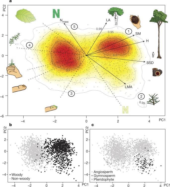 The Evolution of Plant Functional Variation: Traits, Spectra, and
