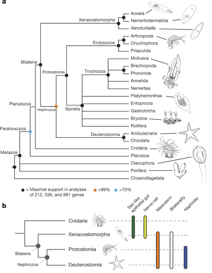 acoela vs platyhelminthes