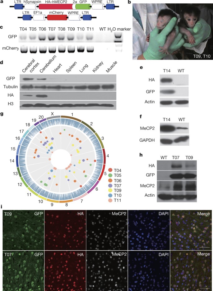 Autism Like Behaviours And Germline Transmission In Transgenic Monkeys Overexpressing Mecp2 Nature