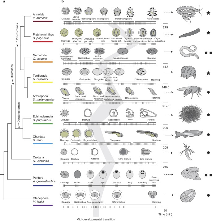 The mid-developmental transition and the evolution of animal body plans |  Nature