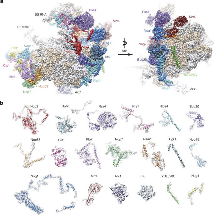 Diverse Roles Of Assembly Factors Revealed By Structures Of Late Nuclear Pre 60s Ribosomes Nature