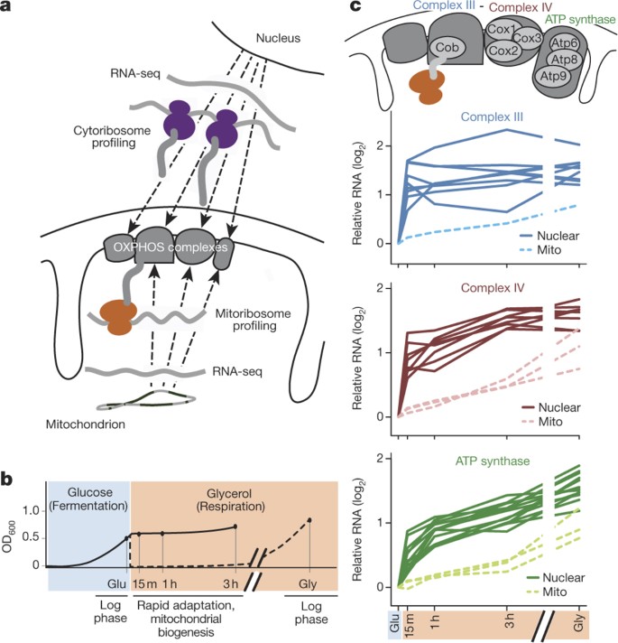 Synchronized Mitochondrial And Cytosolic Translation Programs Nature
