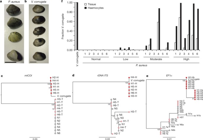 Widespread Transmission Of Independent Cancer Lineages Within Multiple Bivalve Species Nature