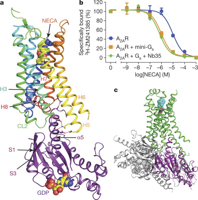 Structure Of The Adenosine A 2a Receptor Bound To An Engineered G Protein Nature