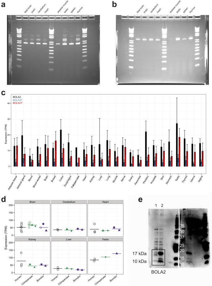 extended data figure 13