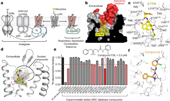 Structure-based discovery of opioid analgesics with reduced side effects |  Nature