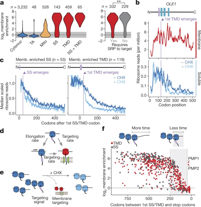 Cotranslational Signal Independent Srp Preloading During Membrane Targeting Nature