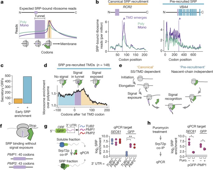 Cotranslational Signal Independent Srp Preloading During Membrane Targeting Nature