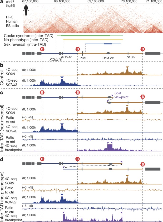 Formation Of New Chromatin Domains Determines Pathogenicity Of Genomic Duplications Nature