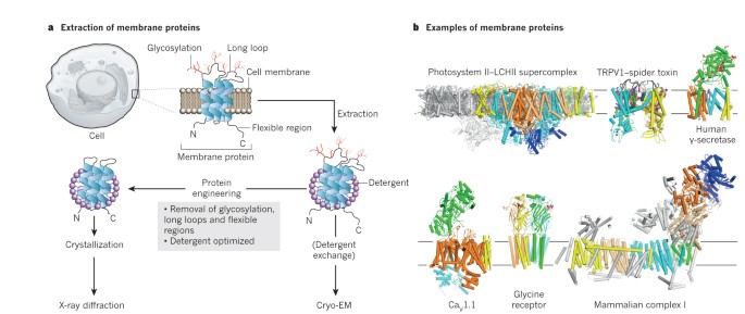 Unravelling biological macromolecules with cryo-electron microscopy | Nature