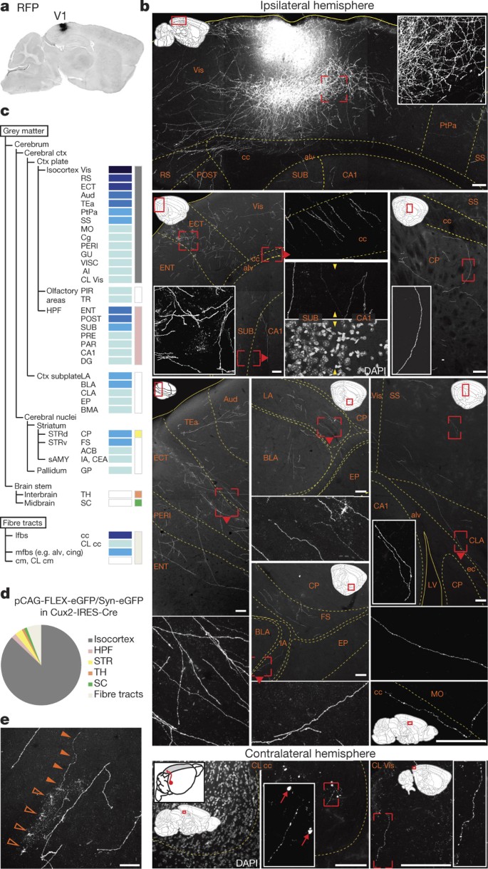 Transplanted Embryonic Neurons Integrate Into Adult Neocortical Circuits Nature