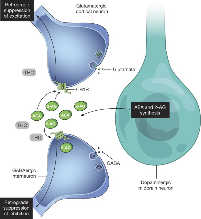 The Effects Of D 9 Tetrahydrocannabinol On The Dopamine System Nature