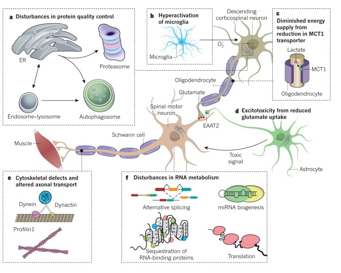 Decoding Als From Genes To Mechanism Nature
