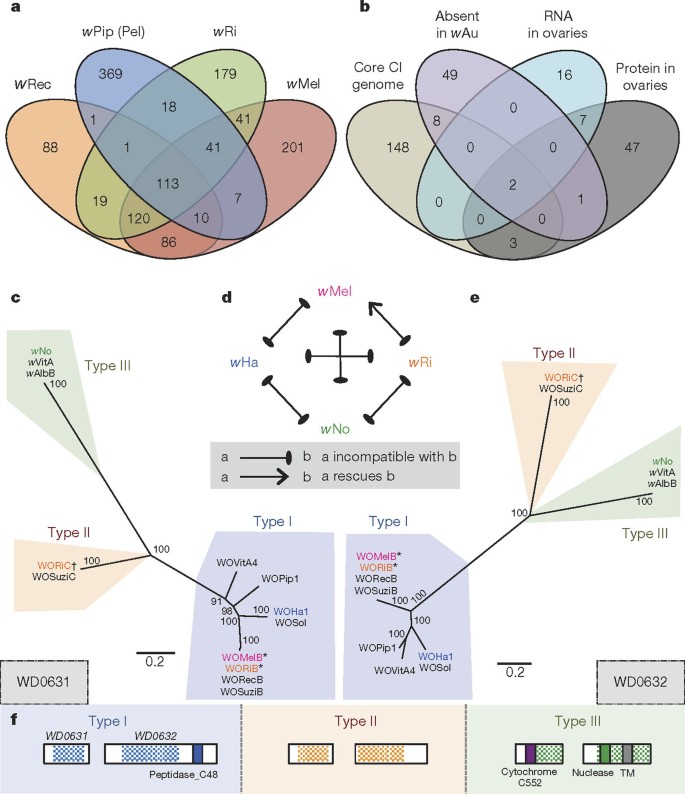 Prophage Wo Genes Recapitulate And Enhance Wolbachia Induced Cytoplasmic Incompatibility Nature Prophage Wo Genes Recapitulate And Enhance Wolbachia Induced Cytoplasmic Incompatibility Nature