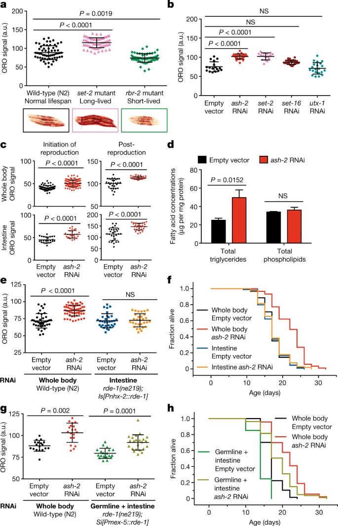 Mono-unsaturated fatty acids link H3K4me3 modifiers to C. elegans