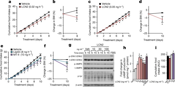 MC4R-dependent suppression of appetite by bone-derived lipocalin 2 | Nature