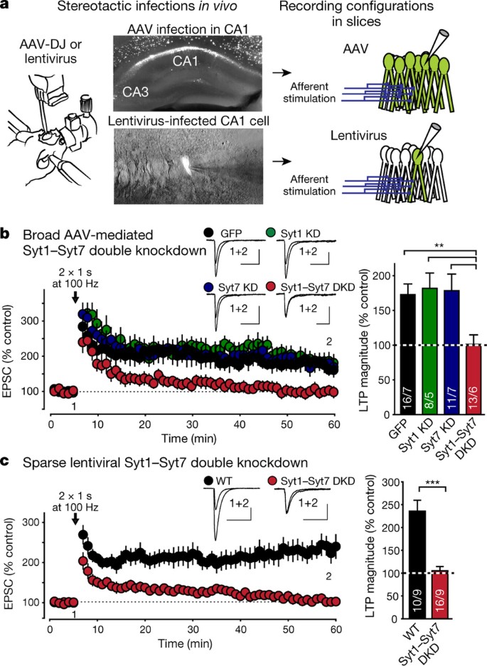 Postsynaptic synaptotagmins mediate AMPA receptor exocytosis during LTP |  Nature