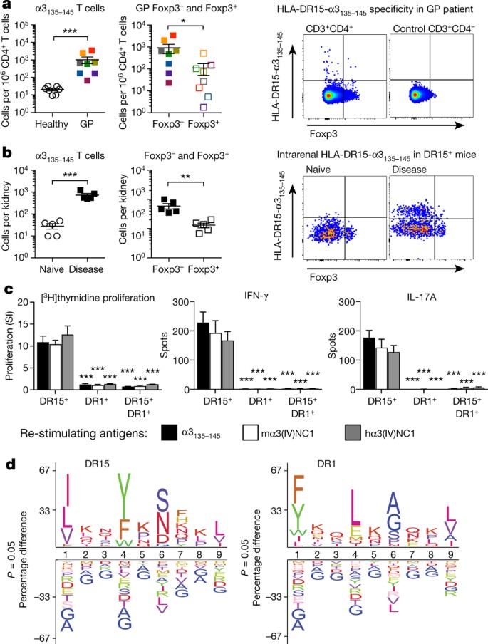 Dominant protection from HLA-linked autoimmunity by antigen-specific  regulatory T cells | Nature