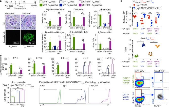 Dominant protection from HLA-linked autoimmunity by antigen-specific  regulatory T cells | Nature