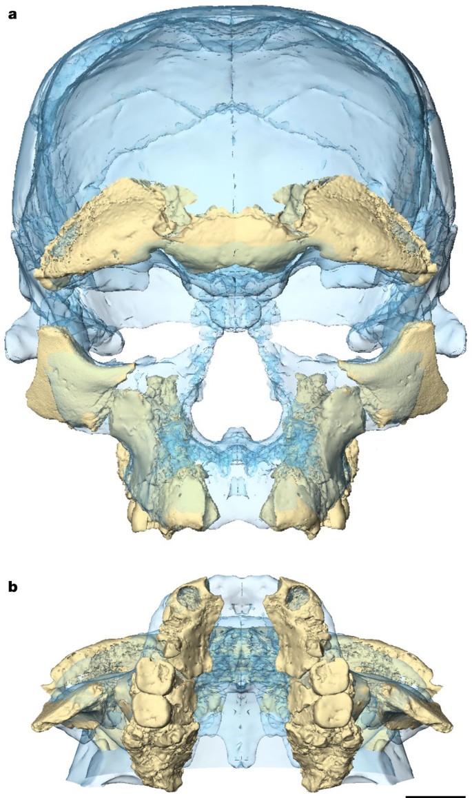 New Fossils From Jebel Irhoud Morocco And The Pan African Origin Of Homo Sapiens Nature