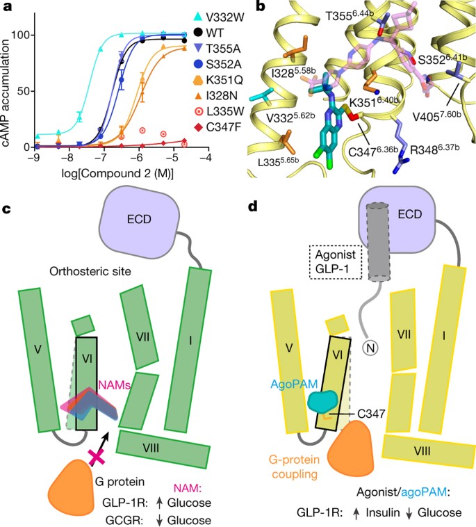 natural glp 1 activation Human GLP-1 receptor transmembrane domain structure in complex with  allosteric modulators