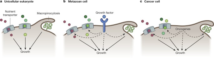nutrient acquisition strategies of