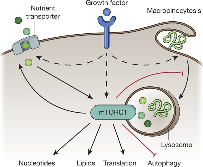 nutrient acquisition strategies of