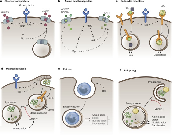 nutrient acquisition strategies of