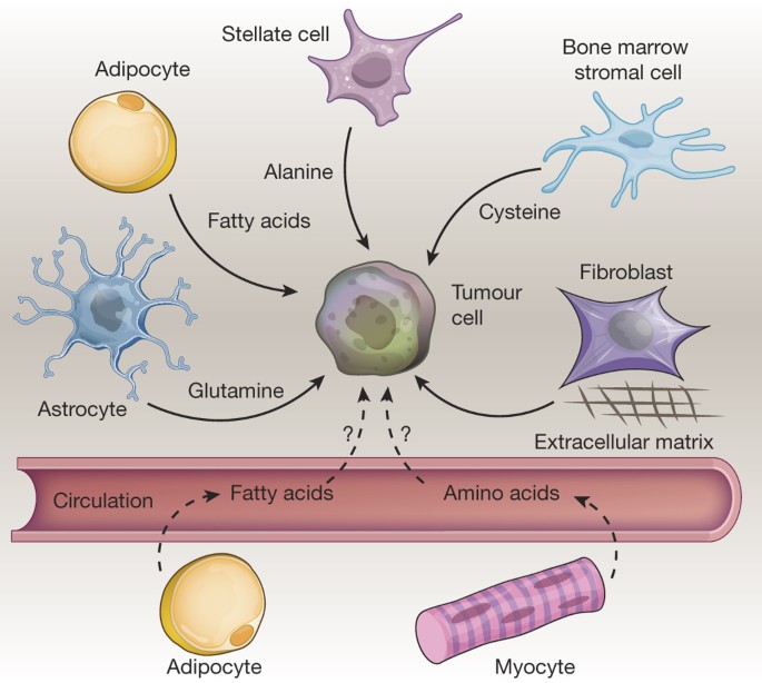 nutrient acquisition strategies of