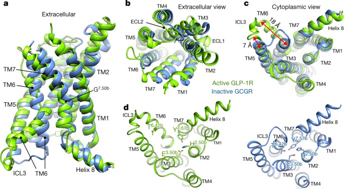 Cryo-EM structure of the activated GLP-1 receptor in complex with a G  protein