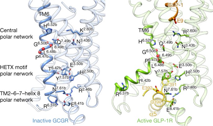 natural glp-1 activator Cryo-EM structure of the activated GLP-1 receptor in complex with a G  protein