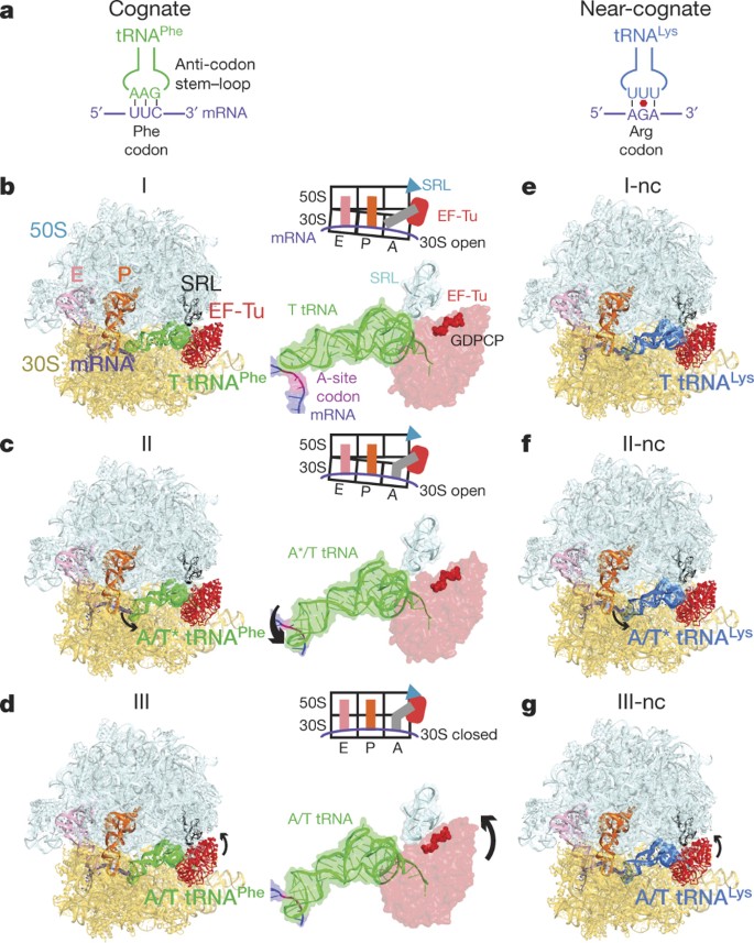 Ensemble Cryo Em Elucidates The Mechanism Of Translation Fidelity Nature