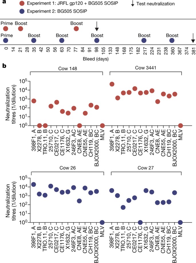 Rapid Elicitation Of Broadly Neutralizing Antibodies To Hiv By Immunization In Cows Nature