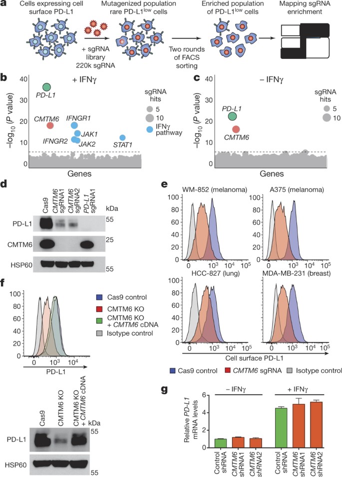 CMTM6 maintains the expression of PD-L1 and regulates anti-tumour immunity  | Nature
