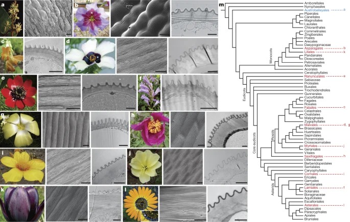 Disorder in convergent floral nanostructures enhances signalling to bees