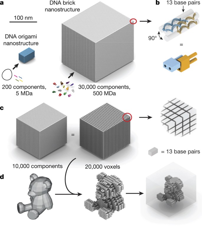 Programmable self-assembly of three-dimensional nanostructures from unique components Nature