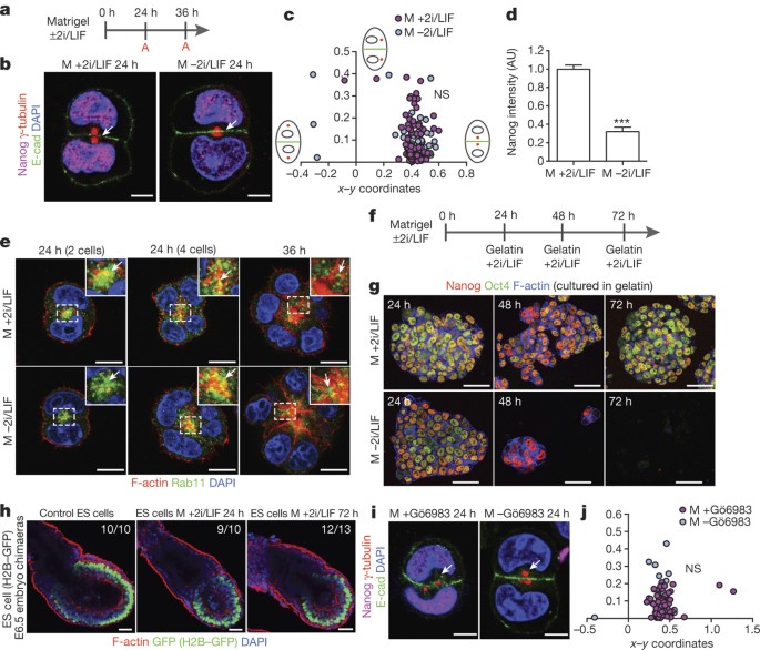 Pluripotent State Transitions Coordinate Morphogenesis In Mouse