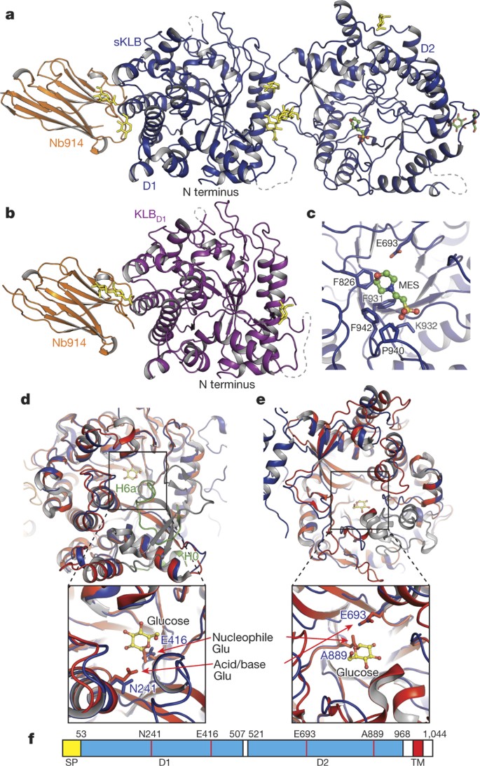 Structures Of B Klotho Reveal A Zip Code Like Mechanism For Endocrine Fgf Signalling Nature